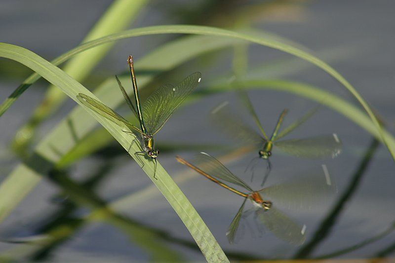 стрекоза, лето, природа Попрыгунья-стрекоза фото превью
