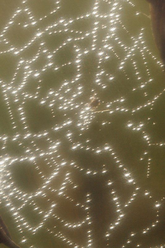 паутина, роса, капля, ожерелье, макро, природа  фото превью