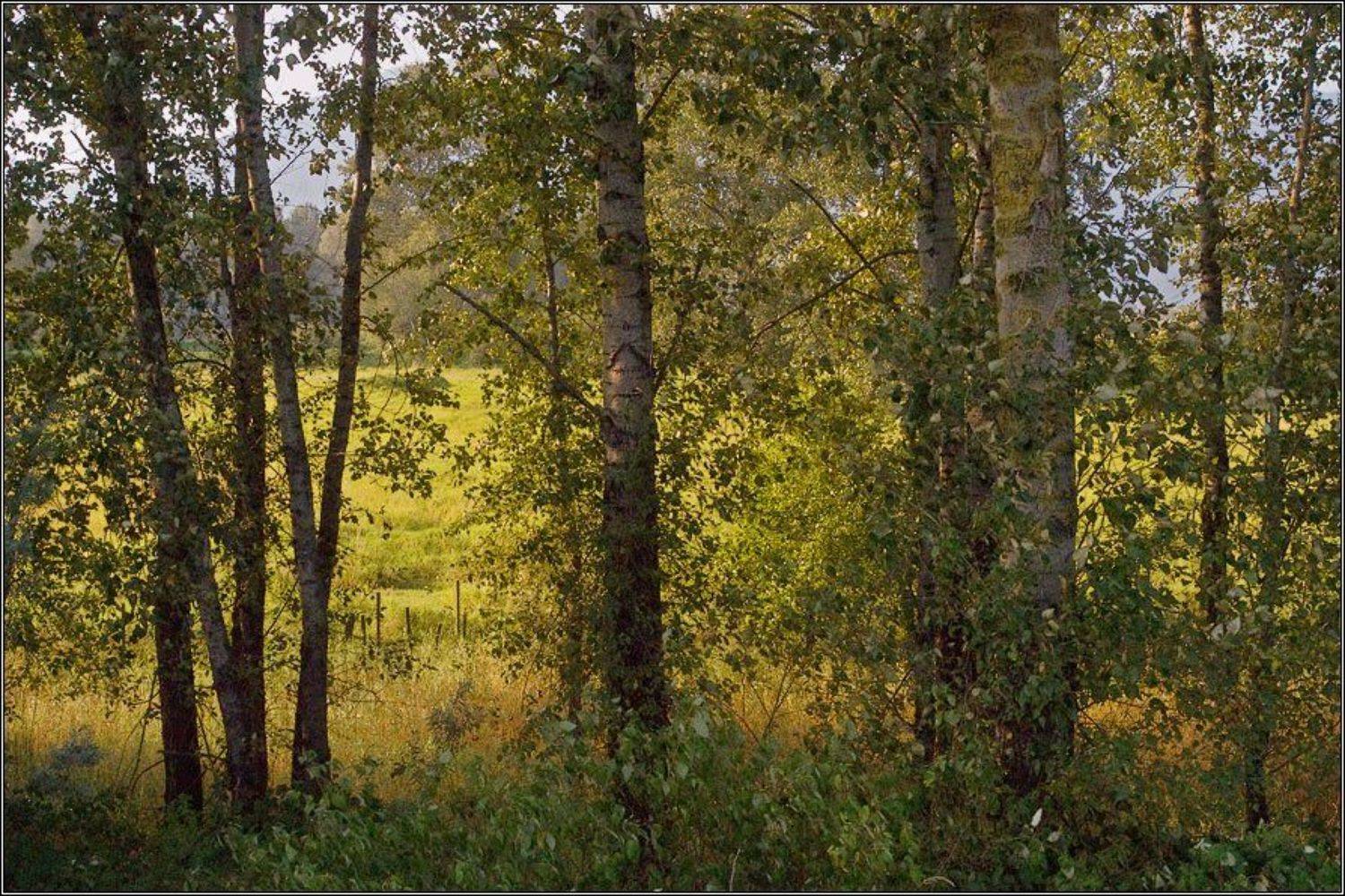 , Alexandre Michourovskii