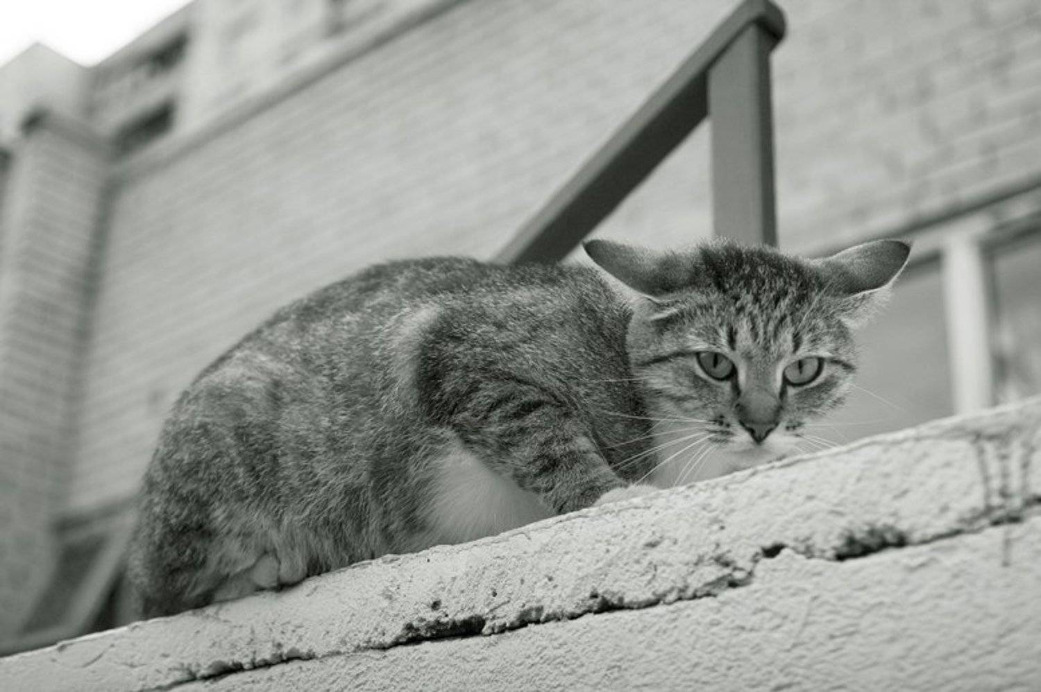 котяра, Евгений Пугачев.