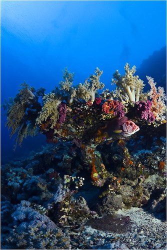 Четверг - рыбный день!