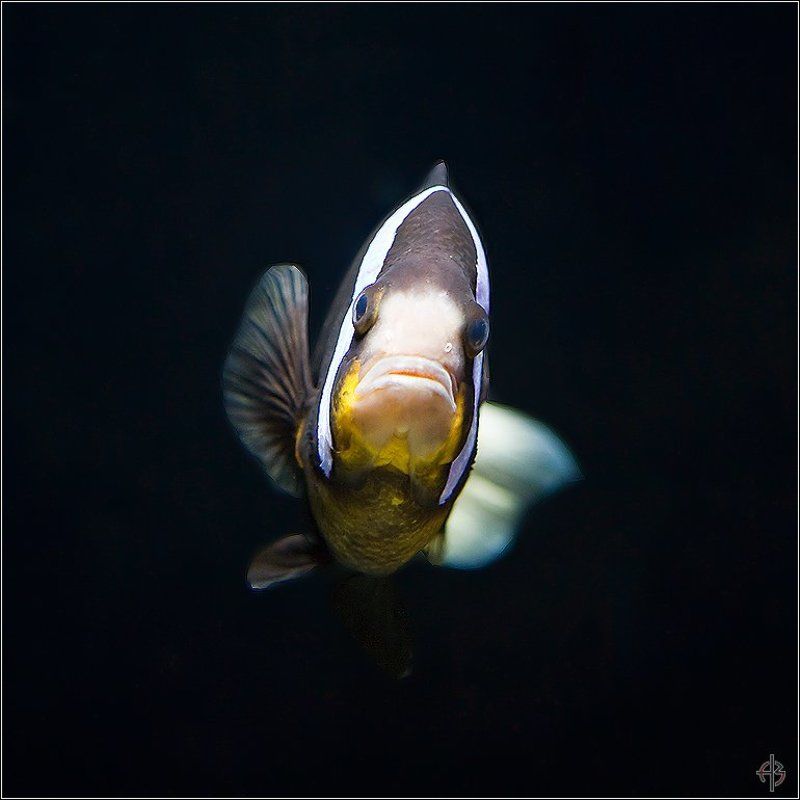 рыба  фото превью