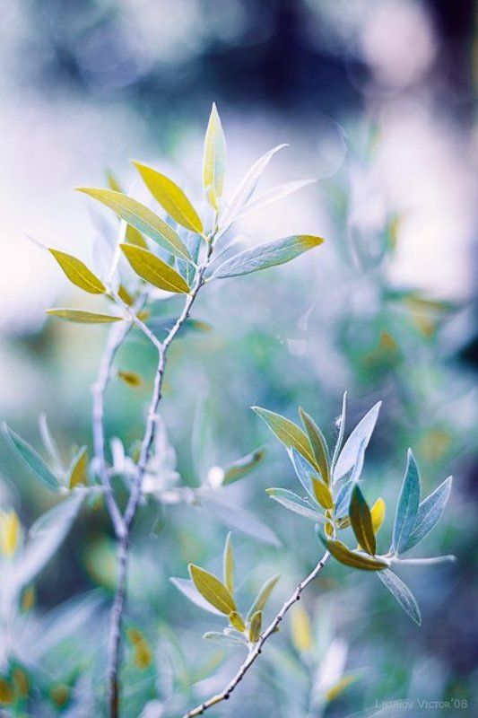 бокэ, растение, ветка, лето, цвет  фото превью