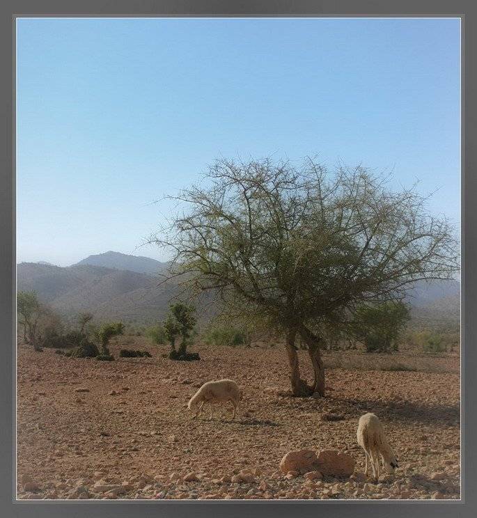 овцы, марокко, пастораль, пастух, YANA BARON