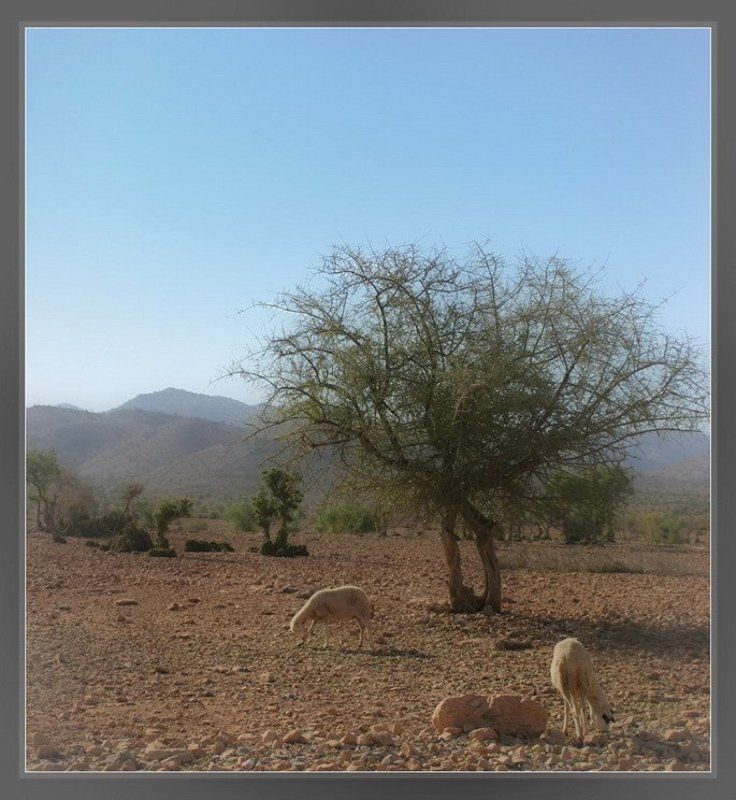 овцы, марокко, пастораль, пастух Марокканская пастораль фото превью