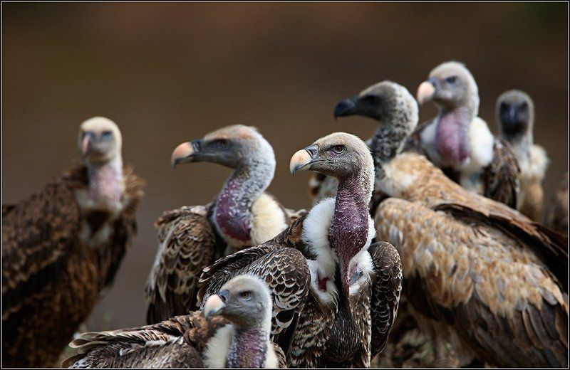 Адские птицы фото превью