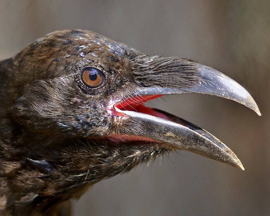 ворон, Borsov Michail