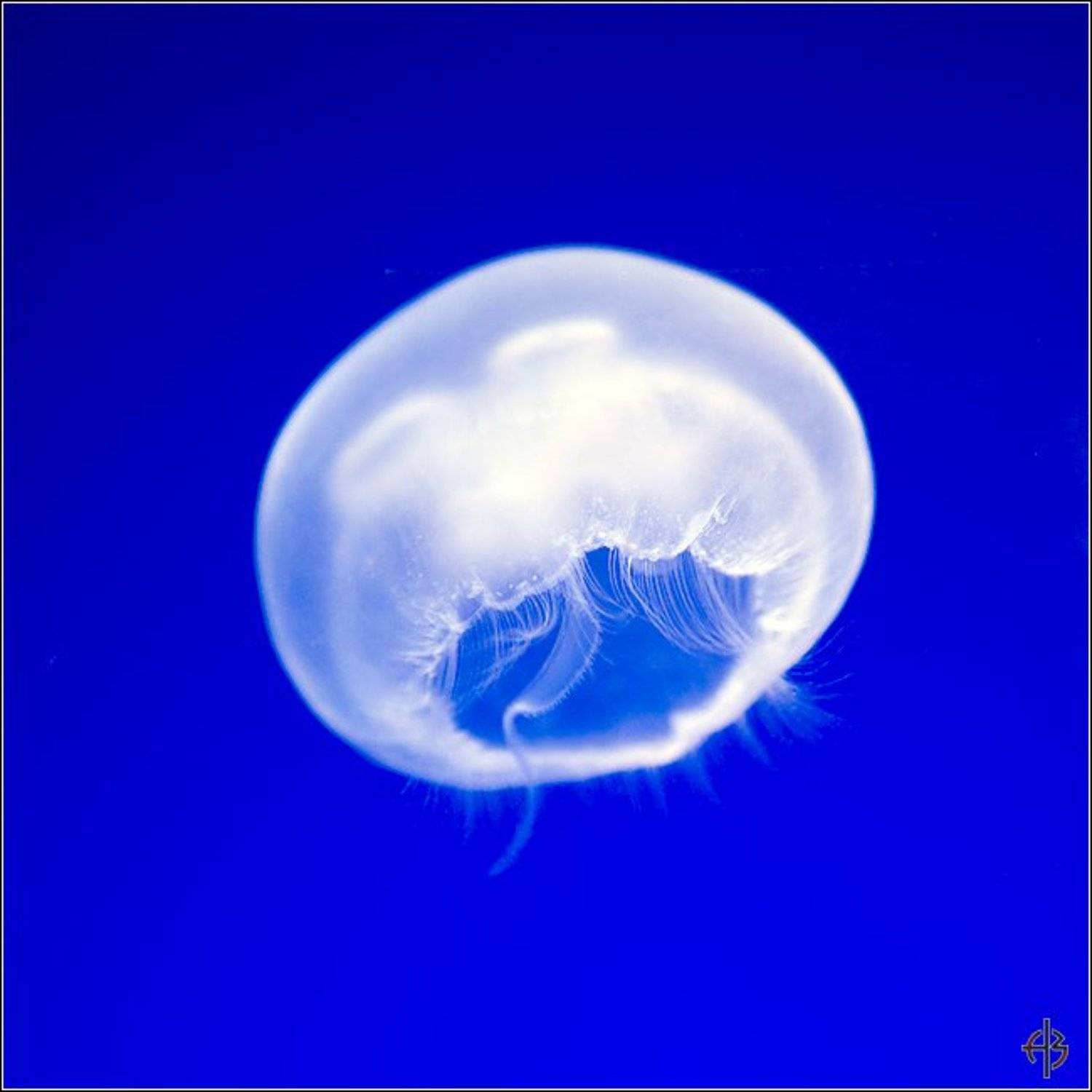 , Алексей Войницкий