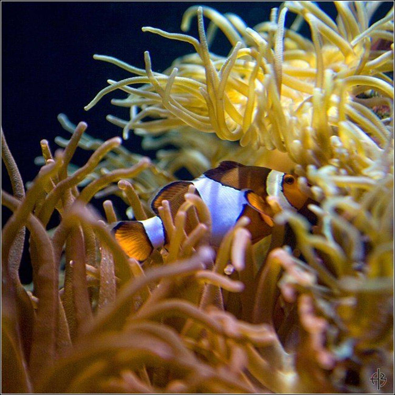 , Алексей Войницкий