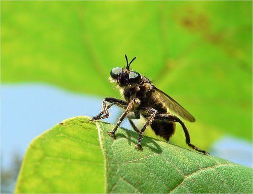 Любопытная