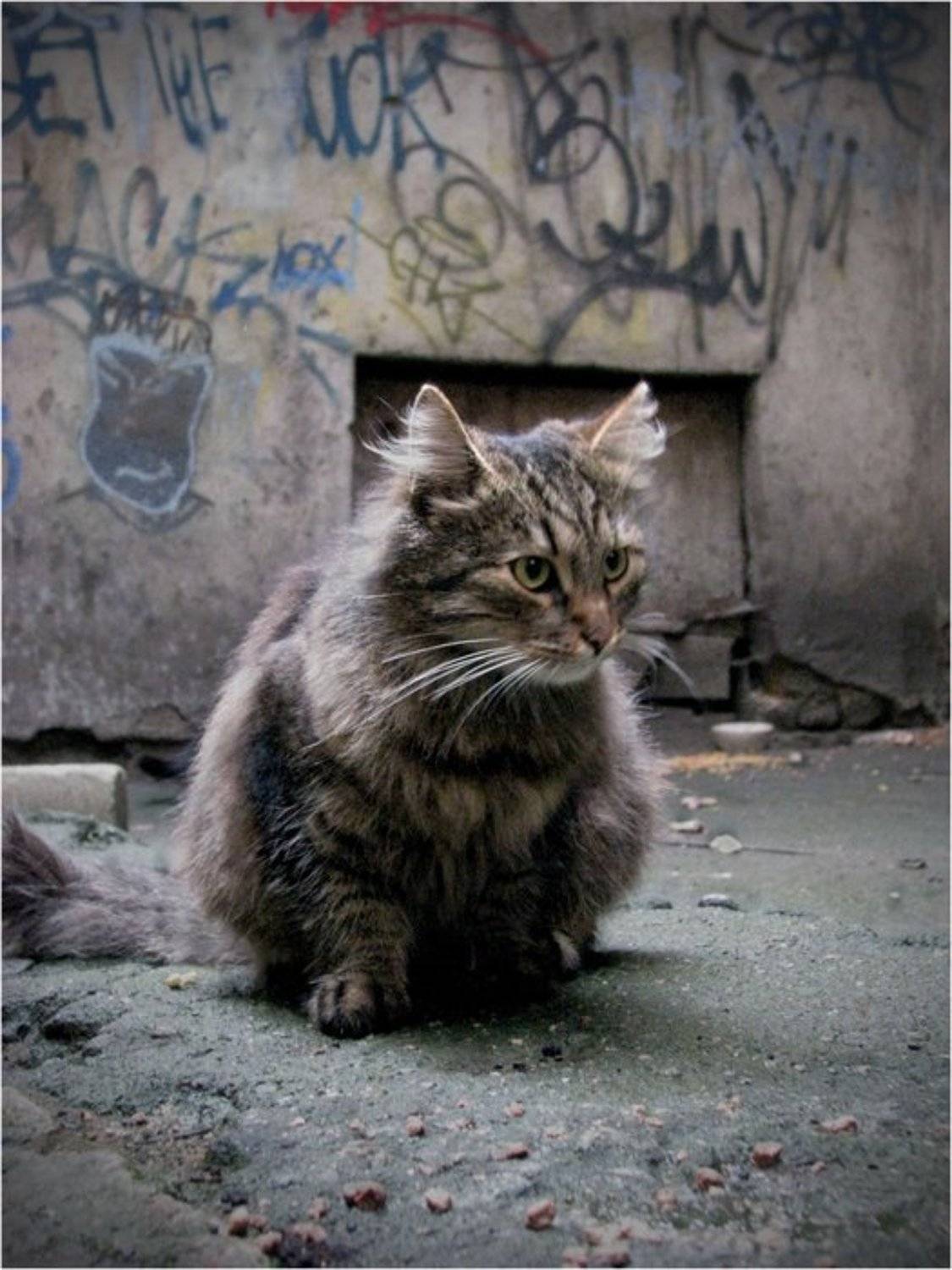 кот, питер, дворы, Olga Panteleeva