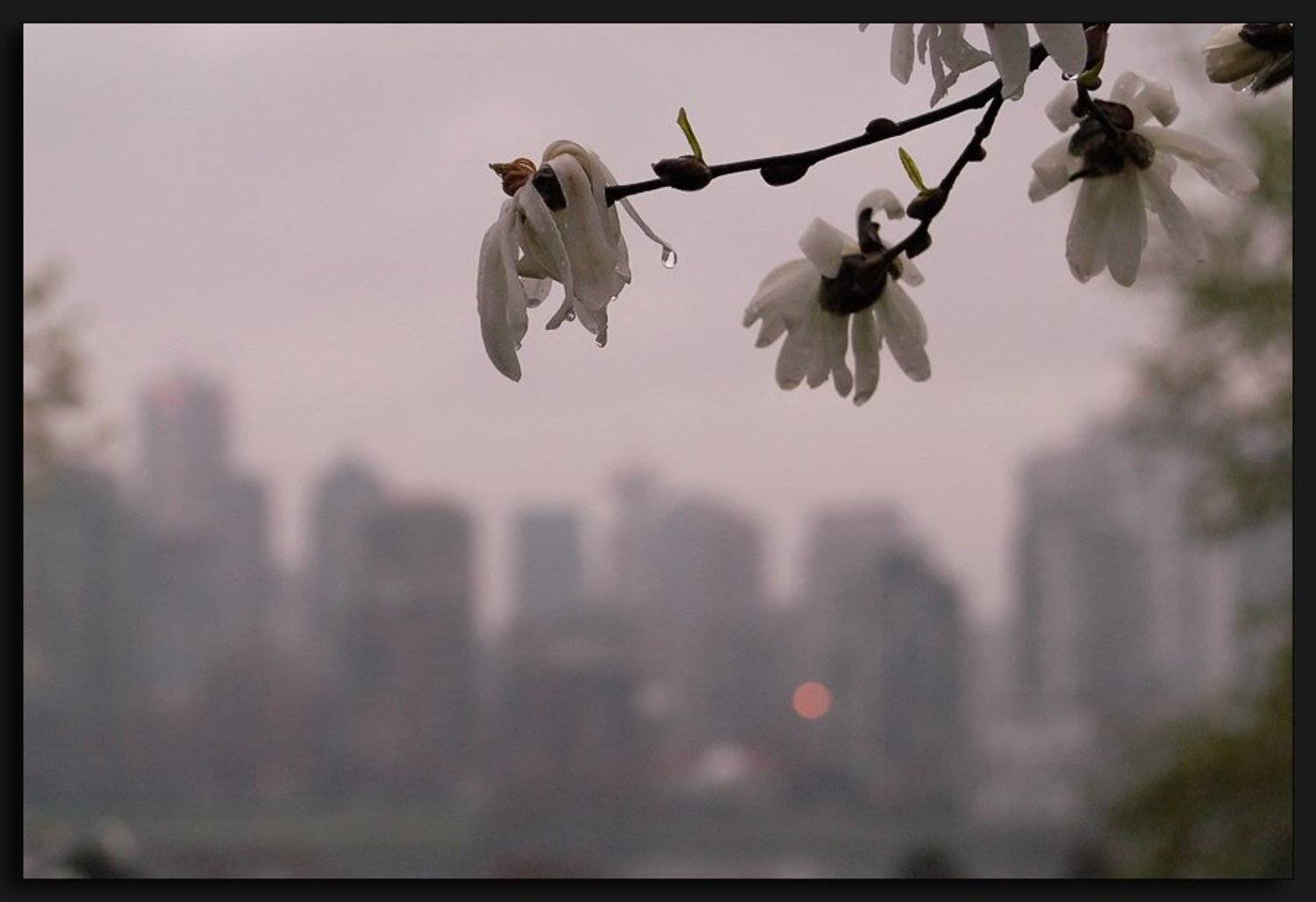 , Alexandre Michourovskii