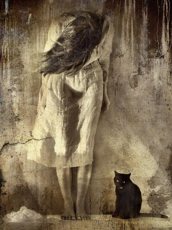 бeлая кошка, черный кот... фото превью