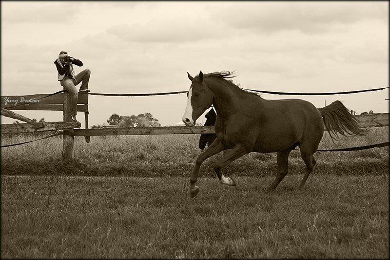 юля, darn cat, лошадь, осень  фото превью