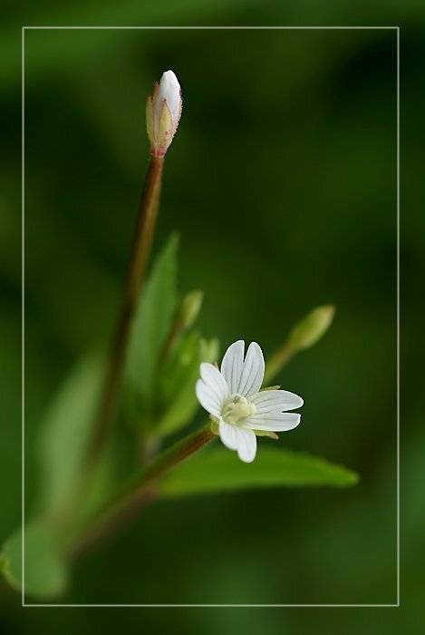 лето, трава, цветы, Ирина