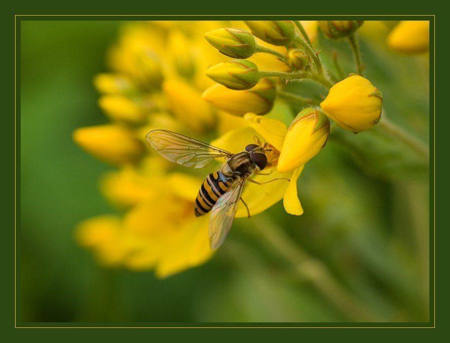 лето, цветы, насекомые, Ирина