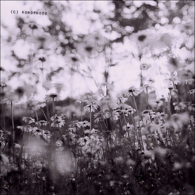konophoto, пленка 6х6 _ее нелюбимые цветы фото превью