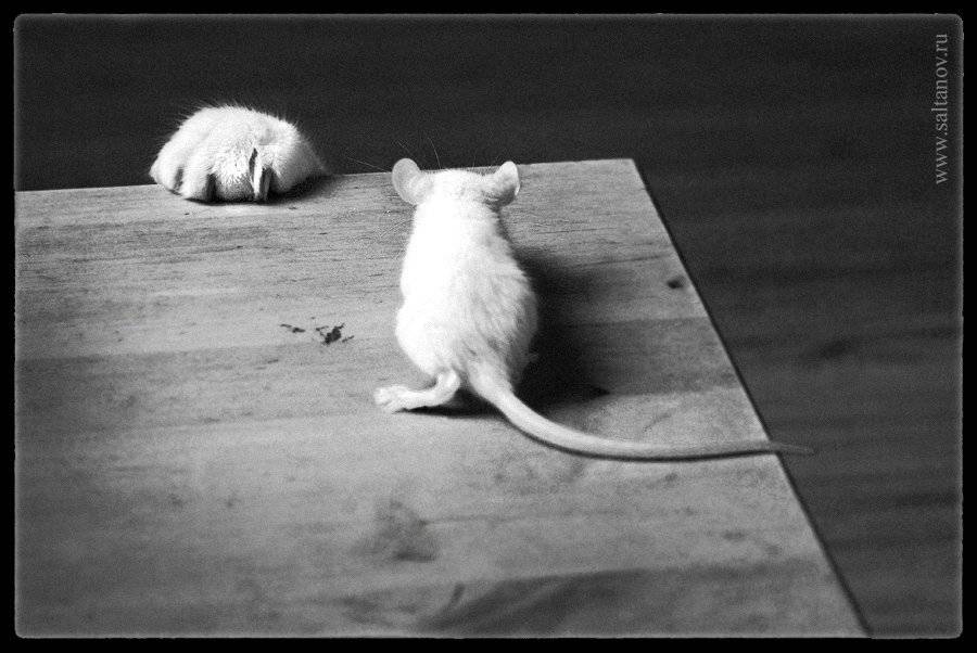 , Антон Салтанов