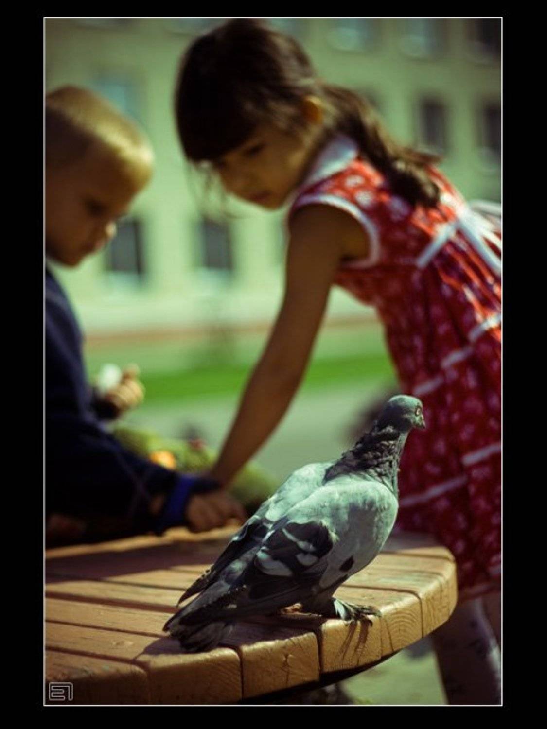 голубь, ребёнок, девочка, Евгений Павленко