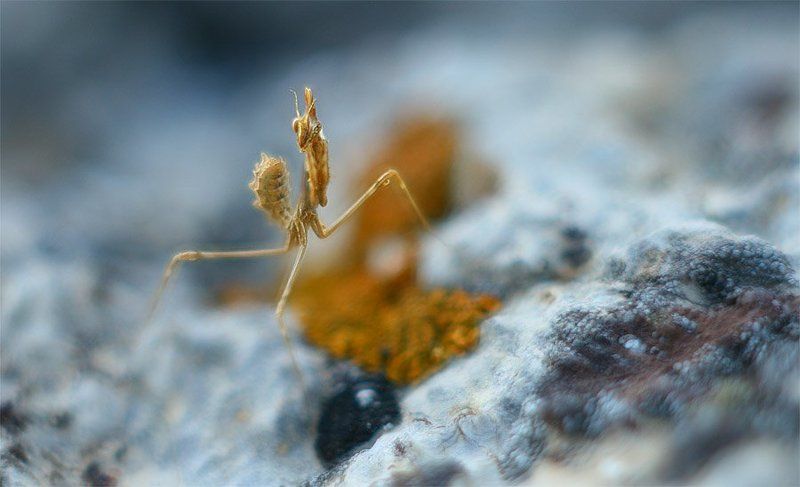 Empusa fasciata фото превью