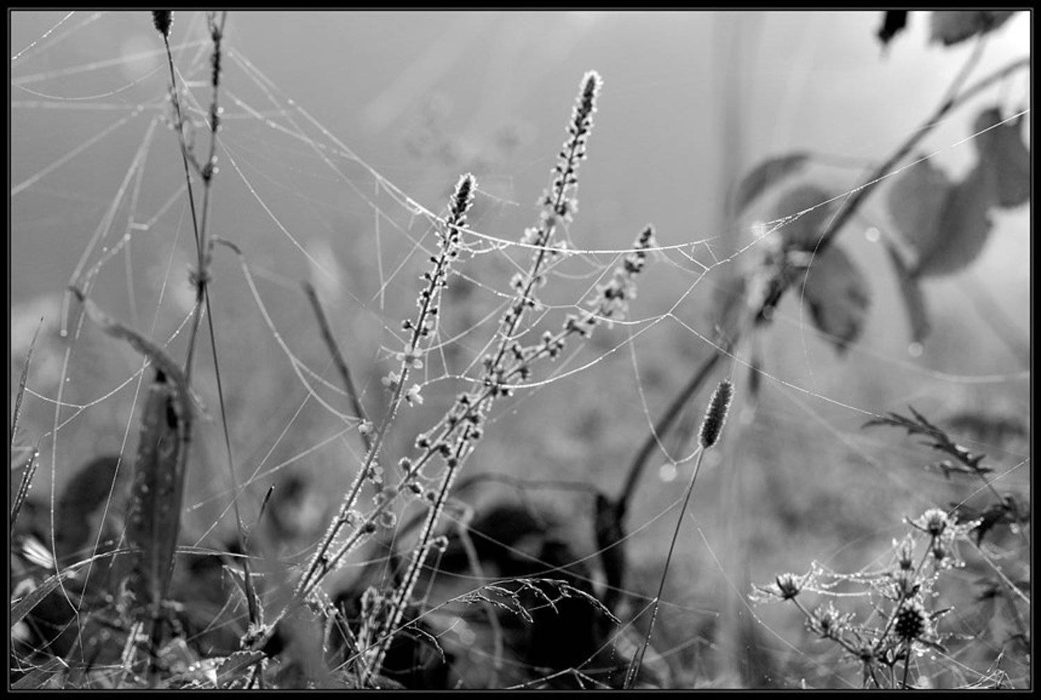 роса, трава, лес, паутина, Капустин Николай