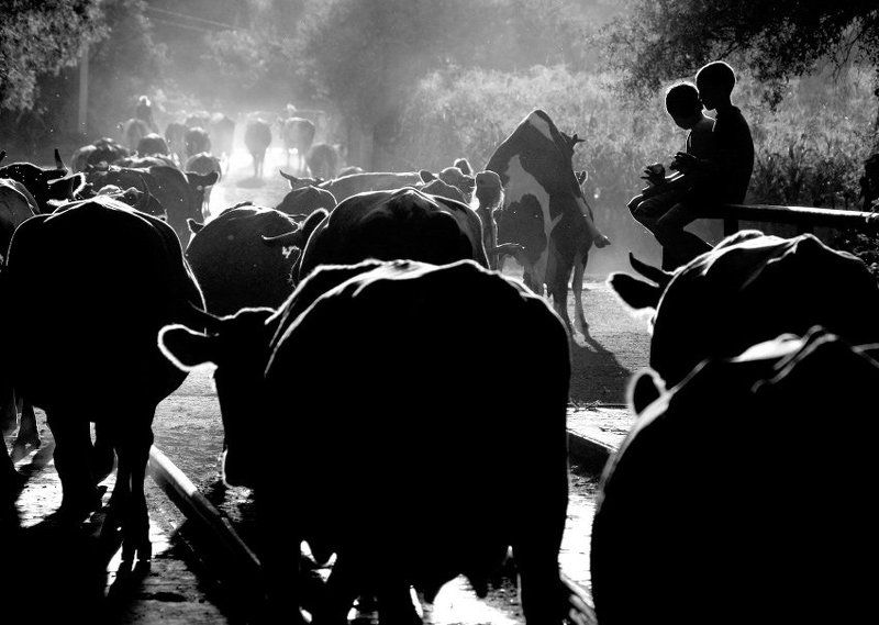 Про особенности полового воспитания в деревне фото превью