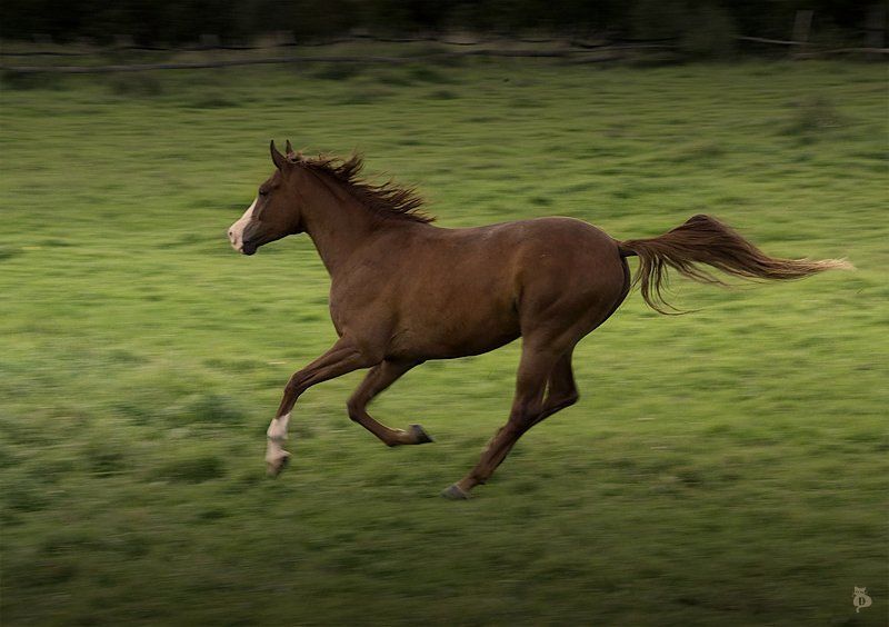 конь, полет, динамика Но только Лошади летают вдохновенно фото превью