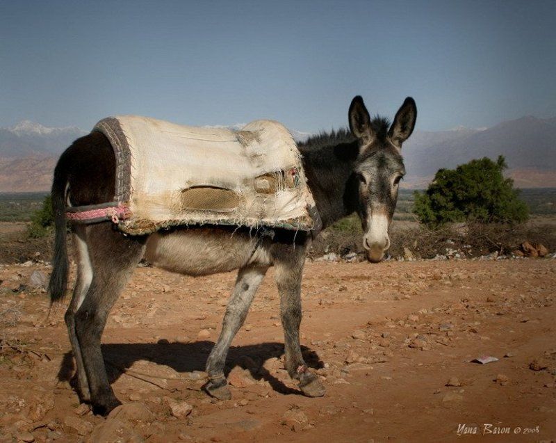 Про ослика фото превью