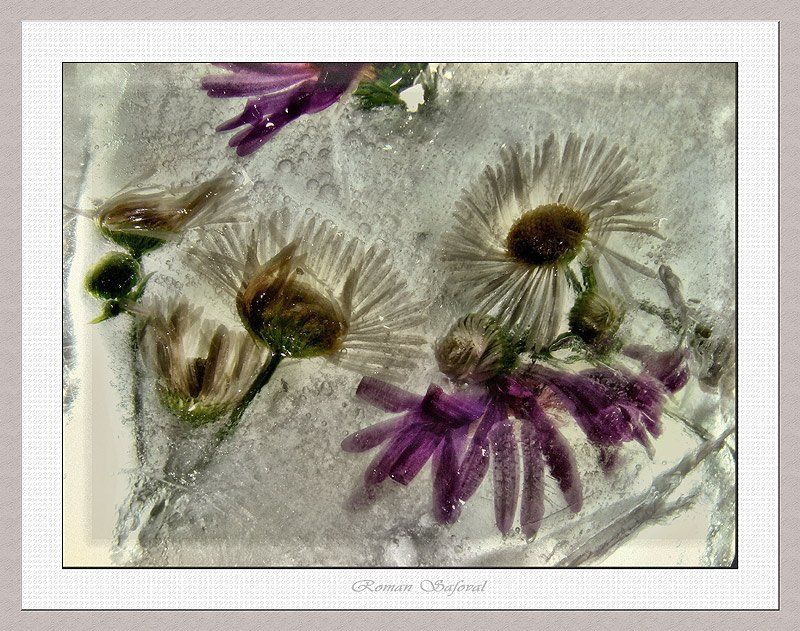 Даже холод приятен и свеж.... фото превью