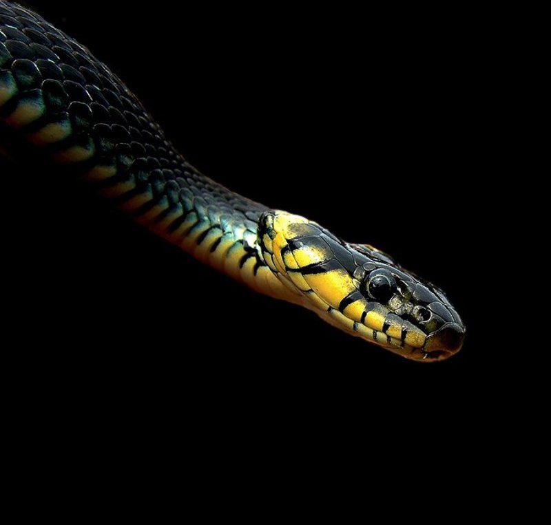 просто уж фото превью