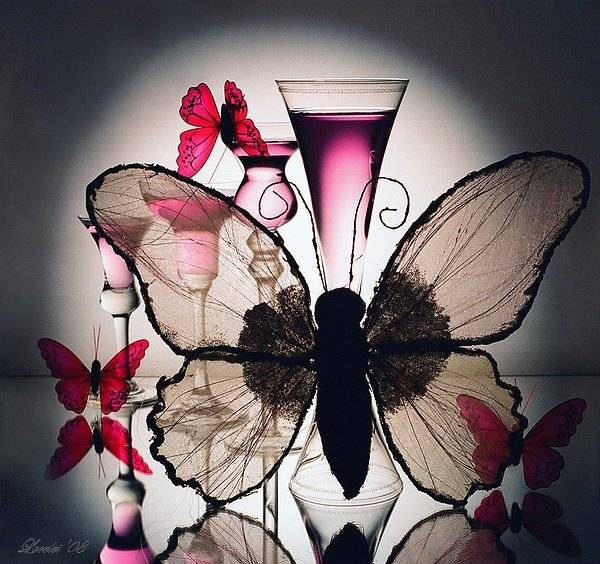 бобочки butterfly натюрморт фото, Olga Gorelova