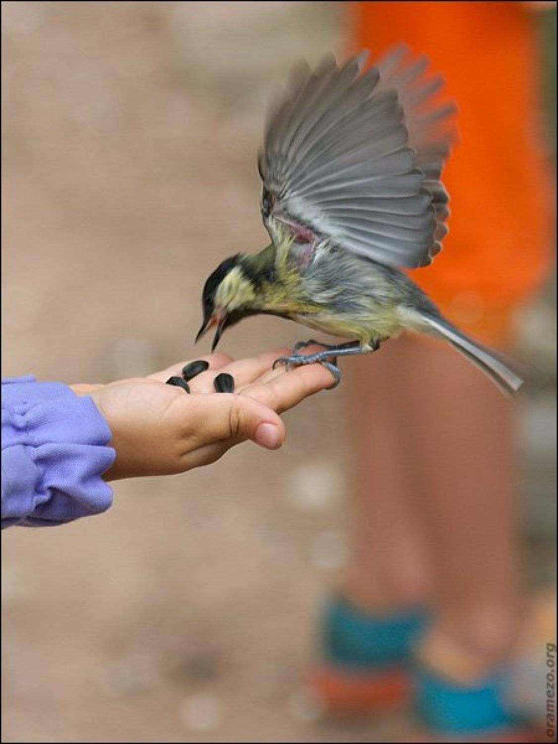 птицы, синицы, крылья, Дмитрий Бречалов