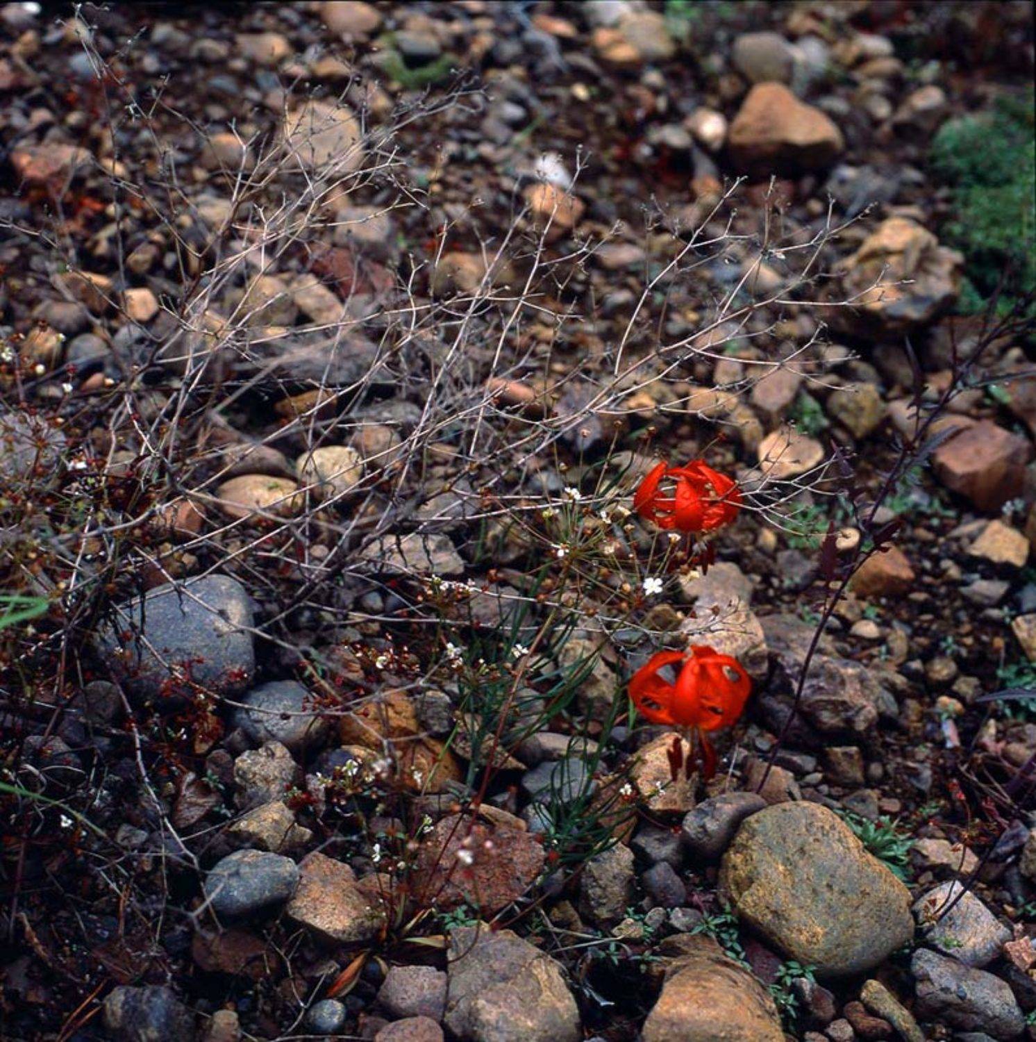 цветы, цветок, ветки, камни, саранка, Александр Сударчиков