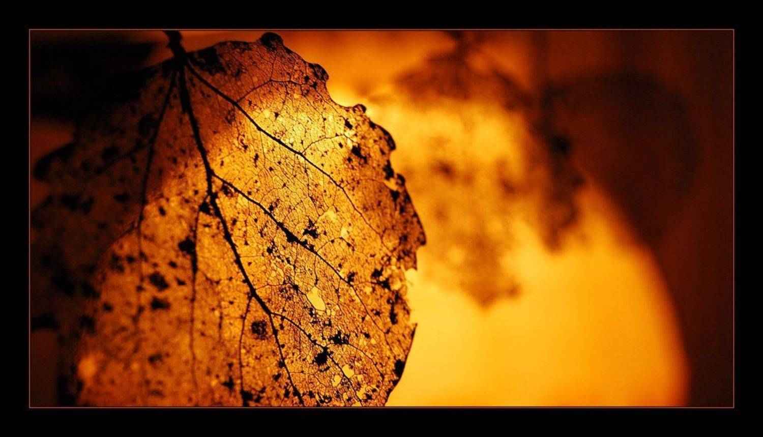 листик, солнце, осень, Сергей Дужников