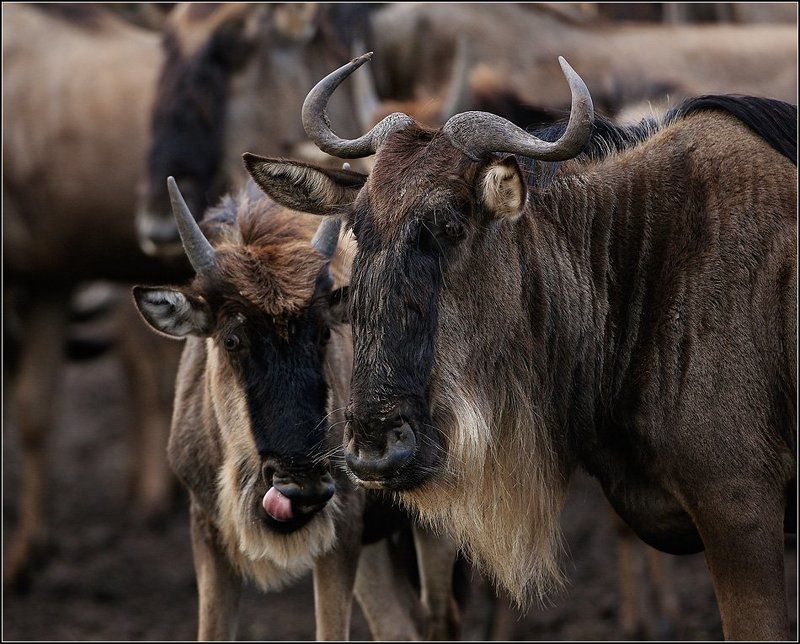 слушай.. а там кажись вкусненькое дают.. фото превью