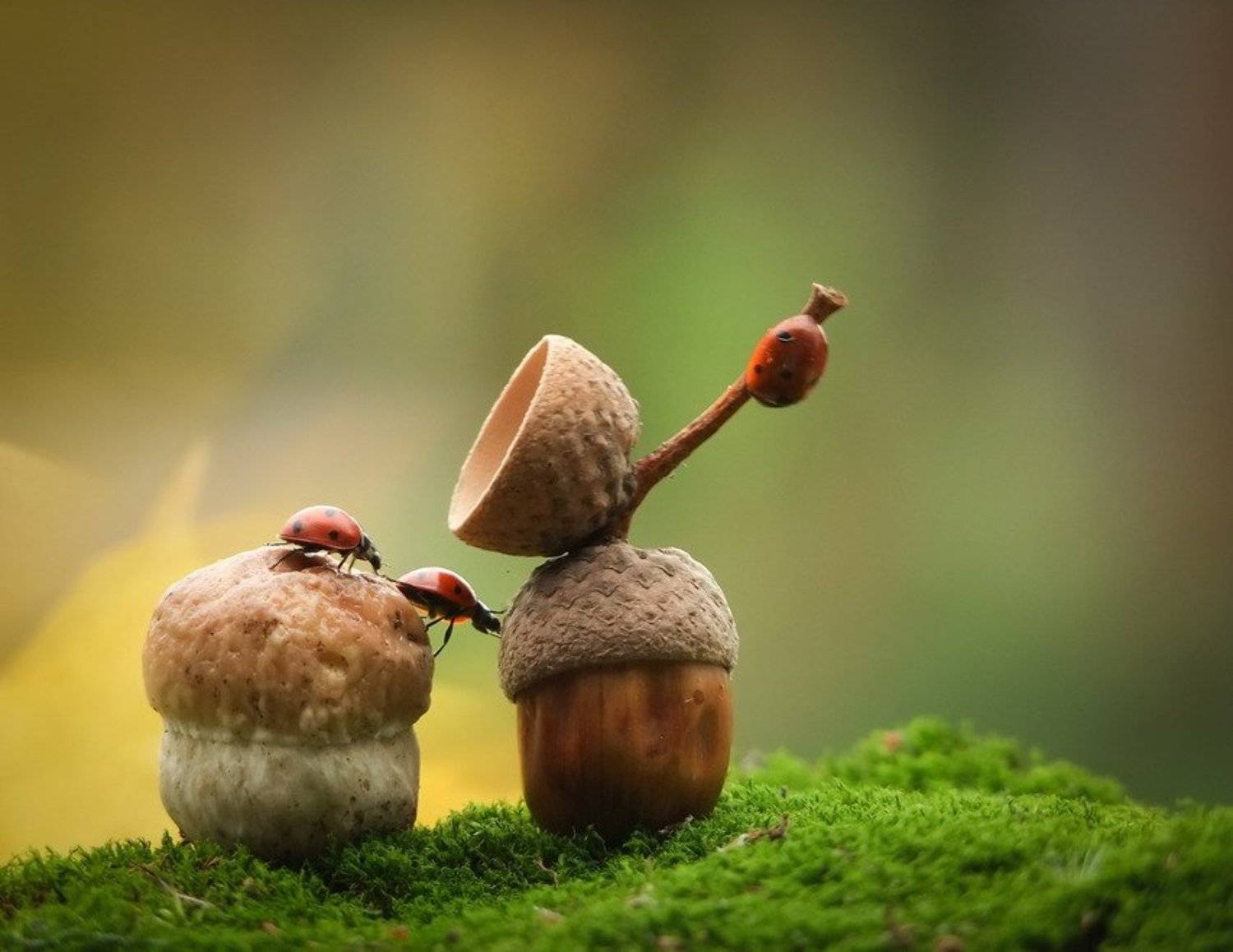 грибочек., Вячеслав Мищенко