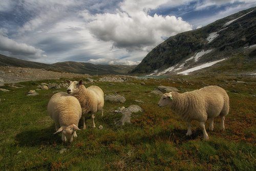 Maggie Had a Little Lamb... or Lambs..