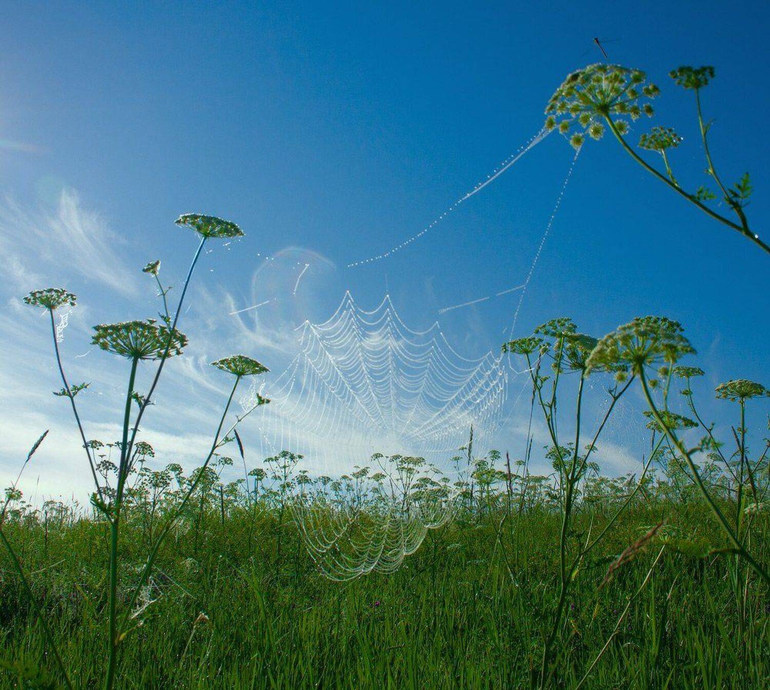 , Николай Морский