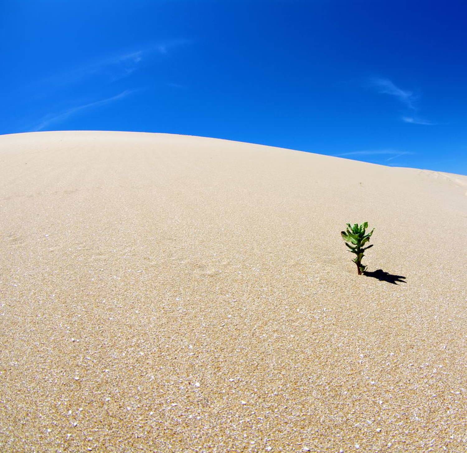 , Арсен Алабердов