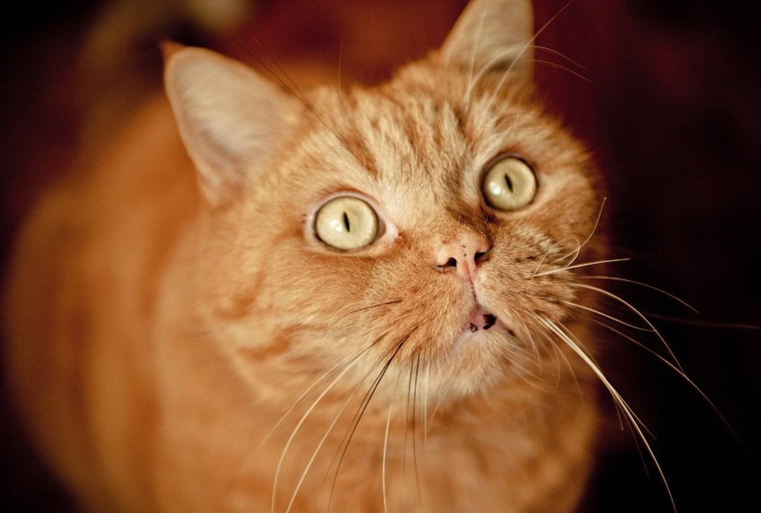 , Игорь Павлов