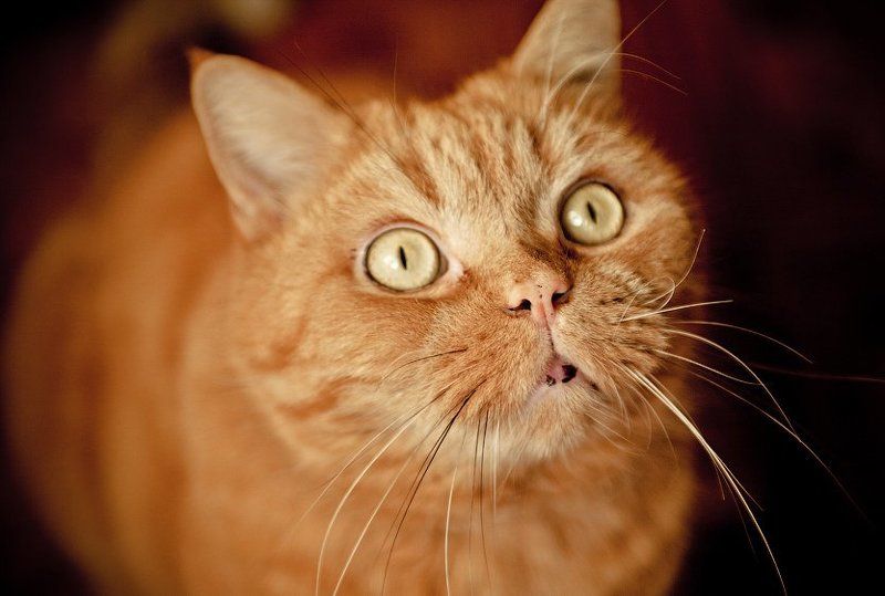 апельсин фото превью