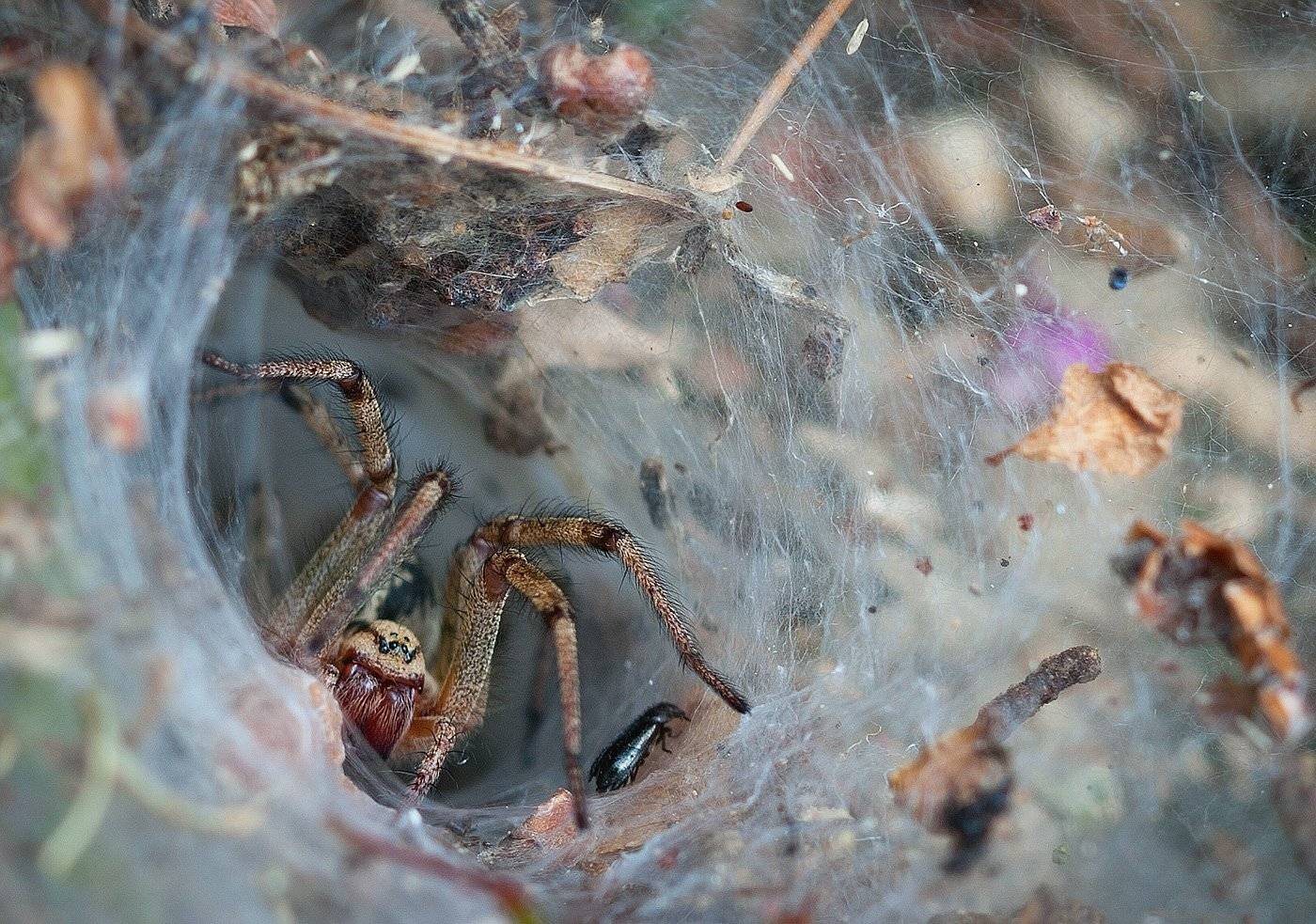 , Андрей Канышев