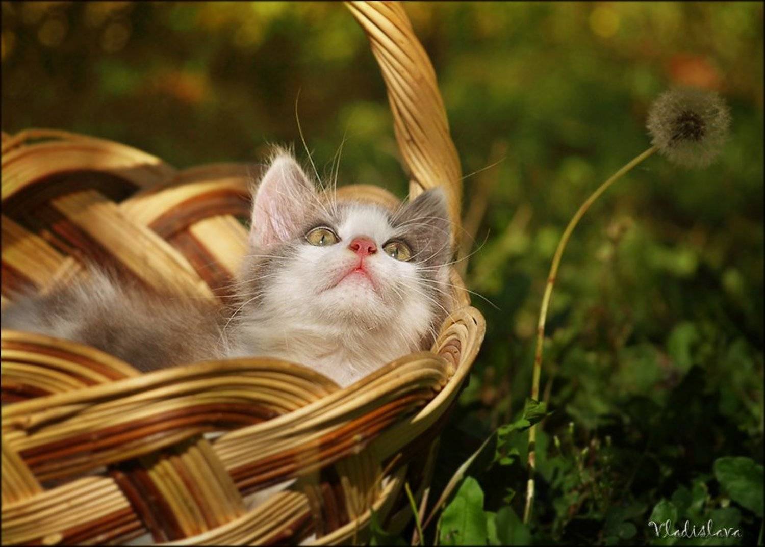 , Владислава Ивайлова Нинова-Евтимова