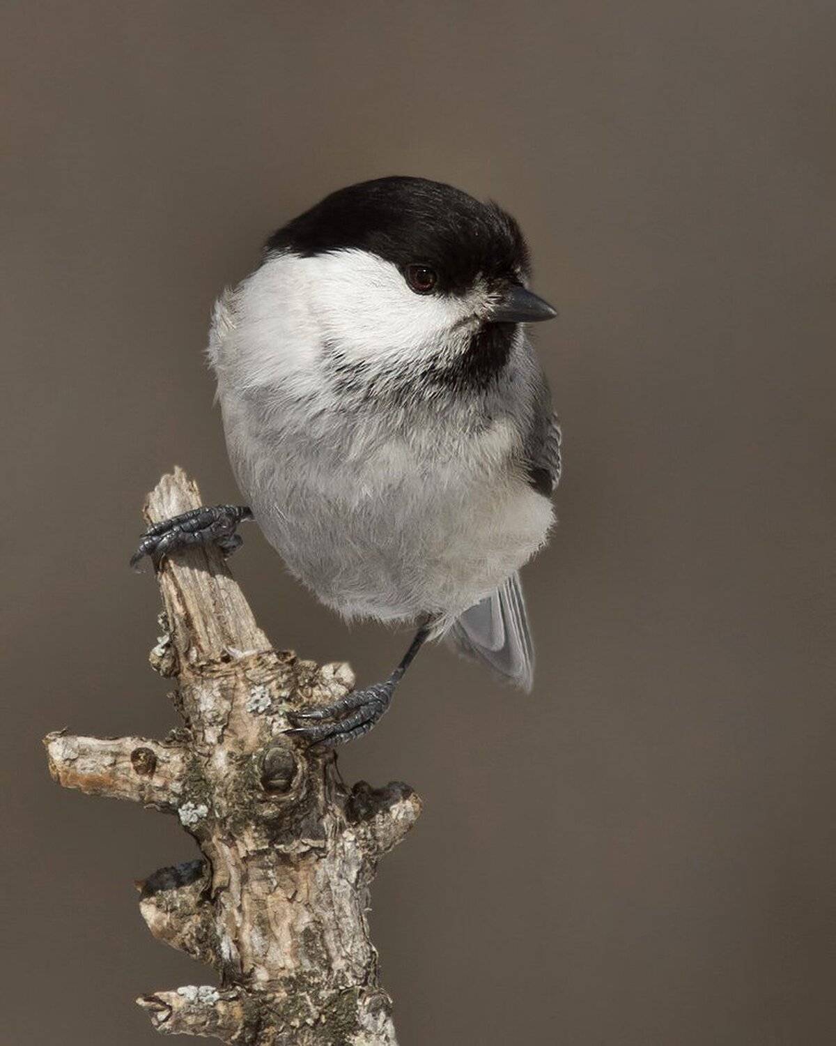 гаичка, Ляпустин Юра