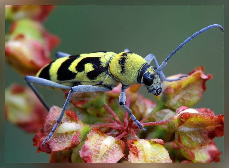 , Евгений Комаров