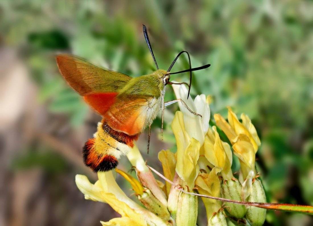 , Евгений Комаров