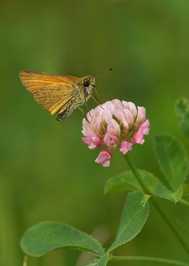, Чепленко Алексей