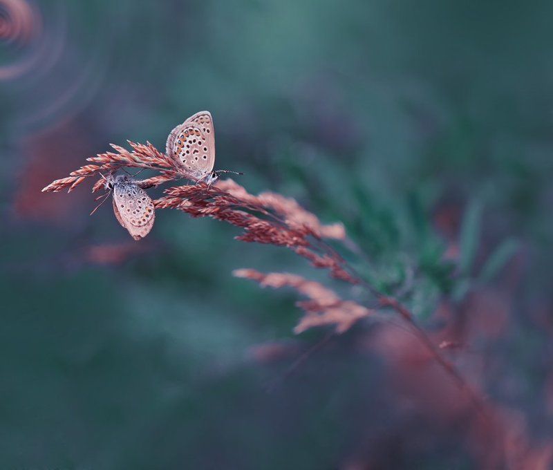 ../*\\.. фото превью