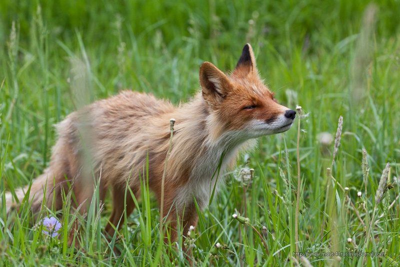лиса Отцвели уж давно... фото превью