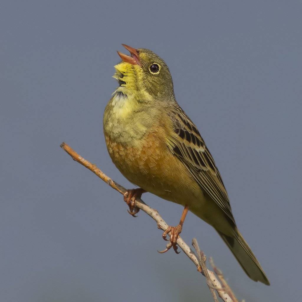 овсянка, Ляпустин Юра